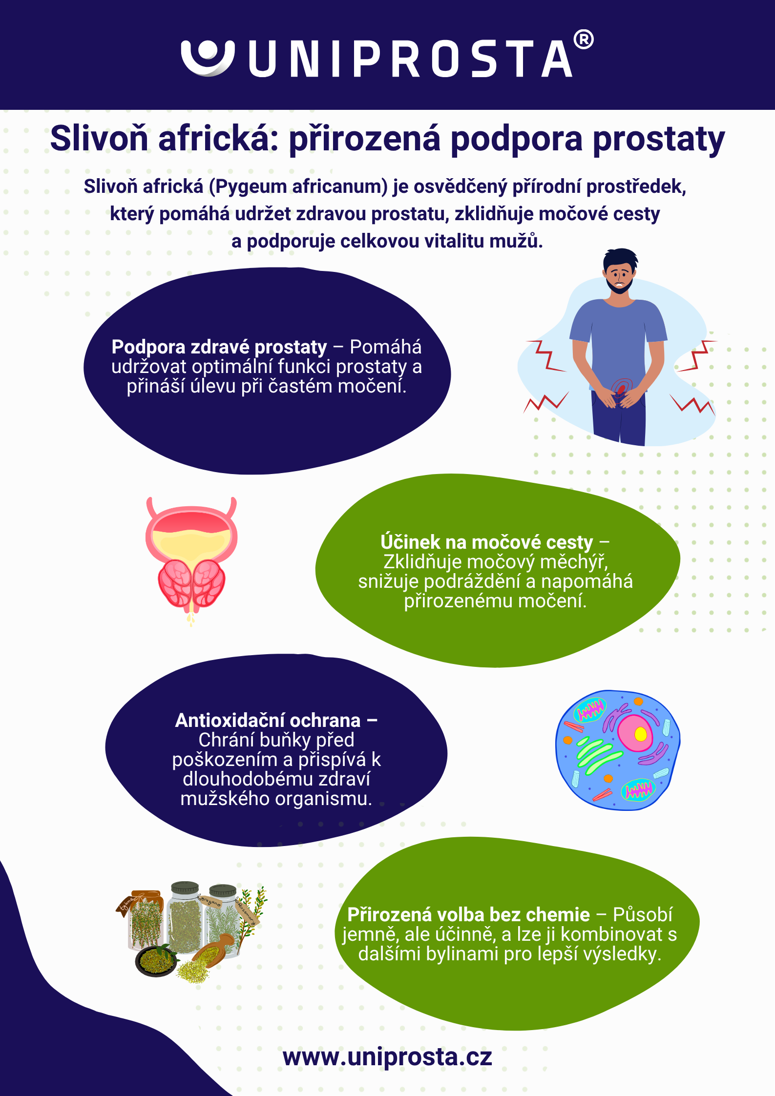 Infografika: Účinky slivky africkej krok za krokom