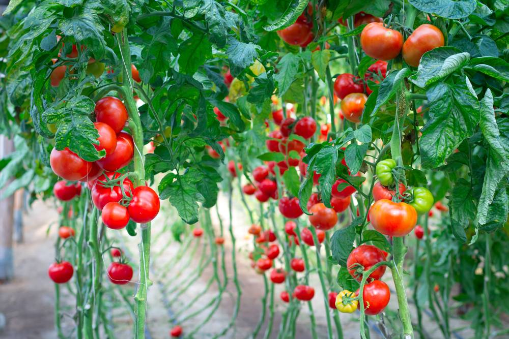 lykopén v potravinách paradajky