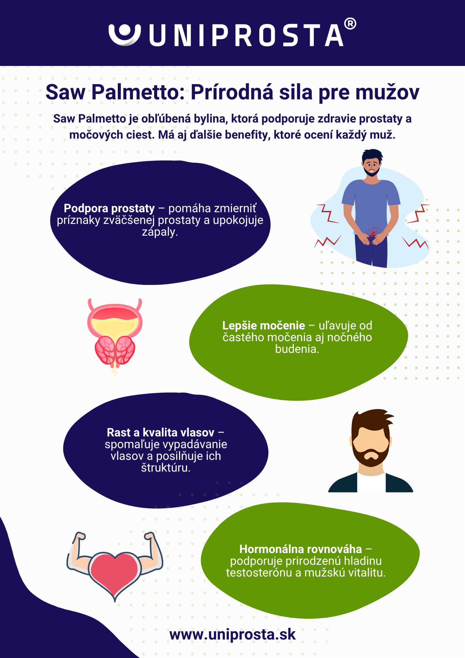 Infografika: Účinky Saw Palmetta na prostatu, močové cesty aj vlasy