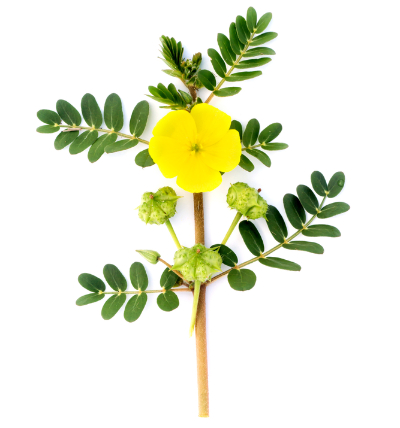 Tribulus terrestris na prostatu