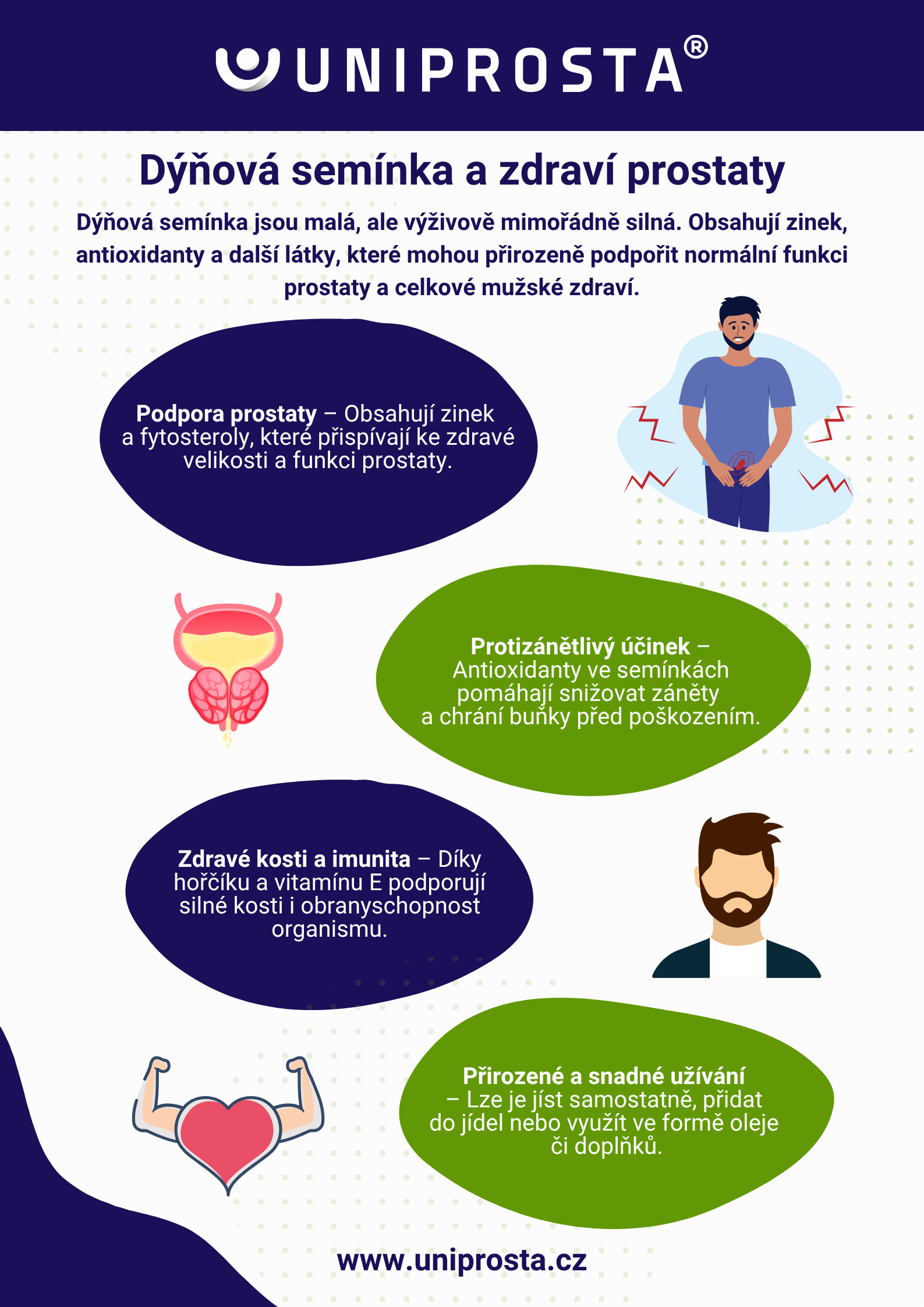 Infografika: Ako tekvicové semienka podporujú zdravie prostaty?