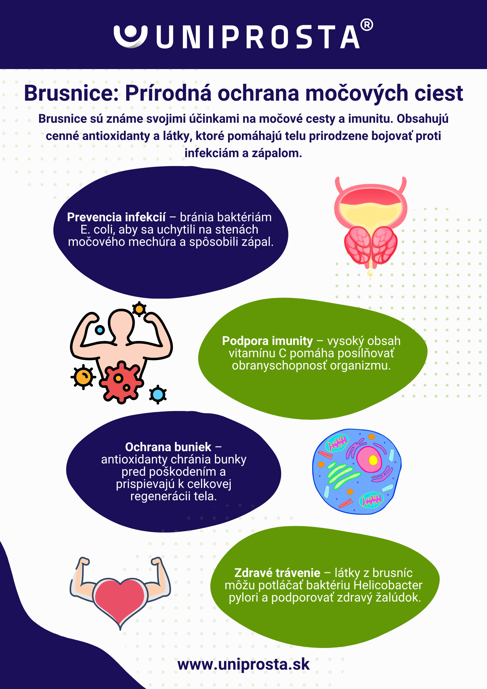 Infografika: Brusnice a ich vplyv na močové cesty
